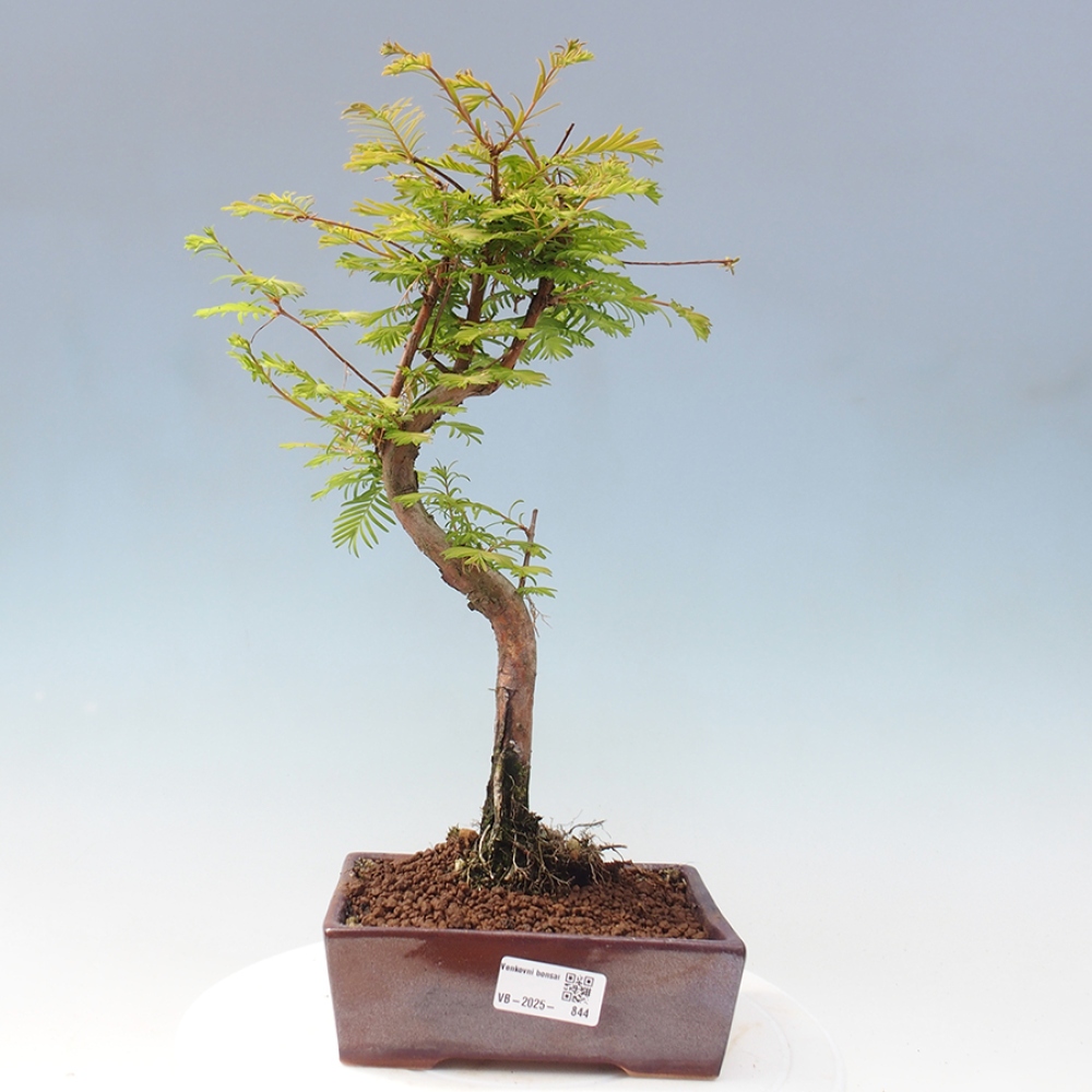 Outdoor bonsai - Metasequoia glyptostroboides - chińskie metasekvoje