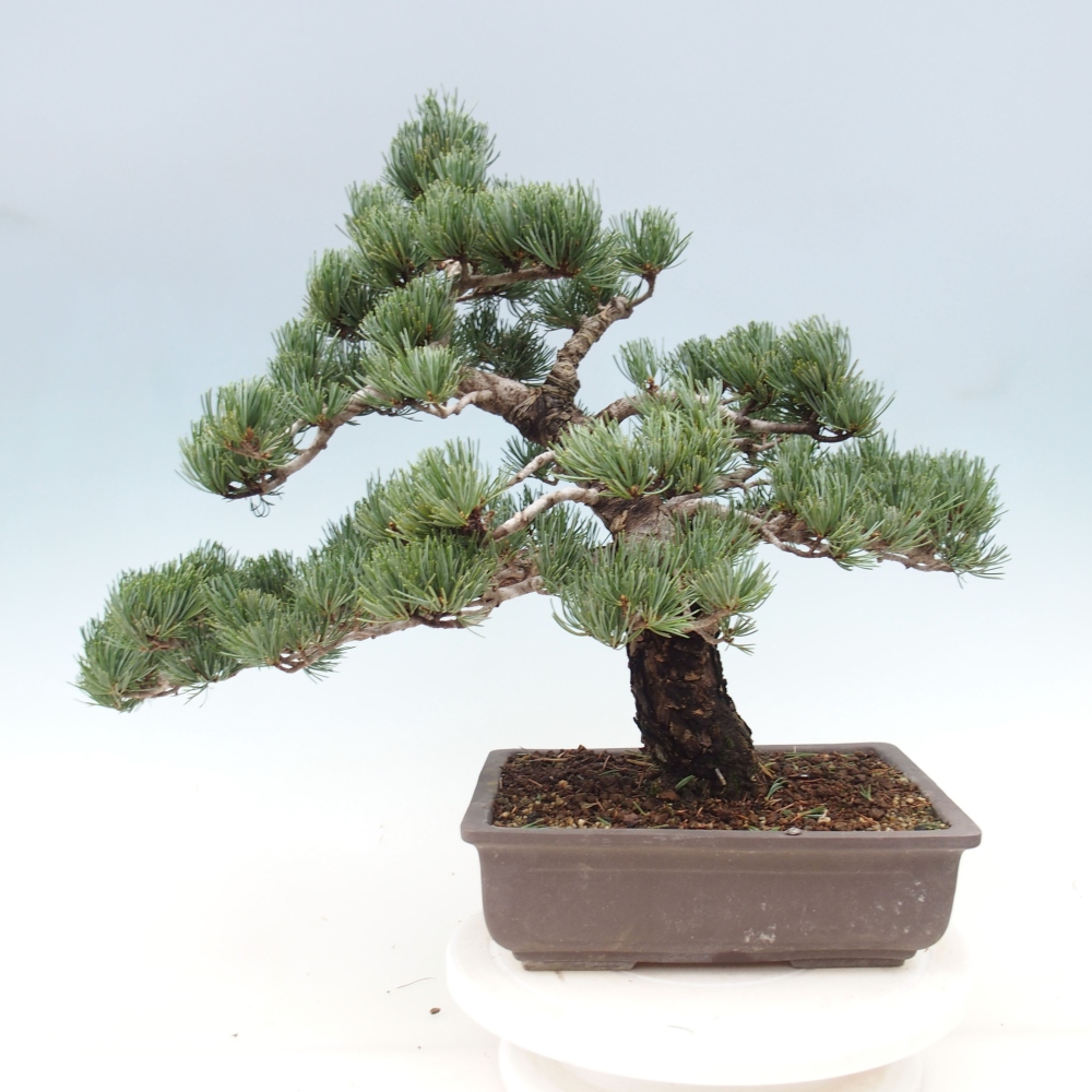 Outdoor bonsai - Pinus parviflora - Mała sosna