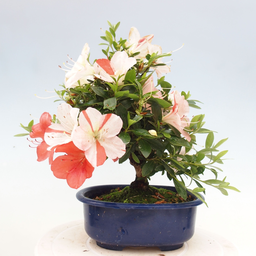Bonsai ogrodowe - azalia japońska - Azalea Asazakura