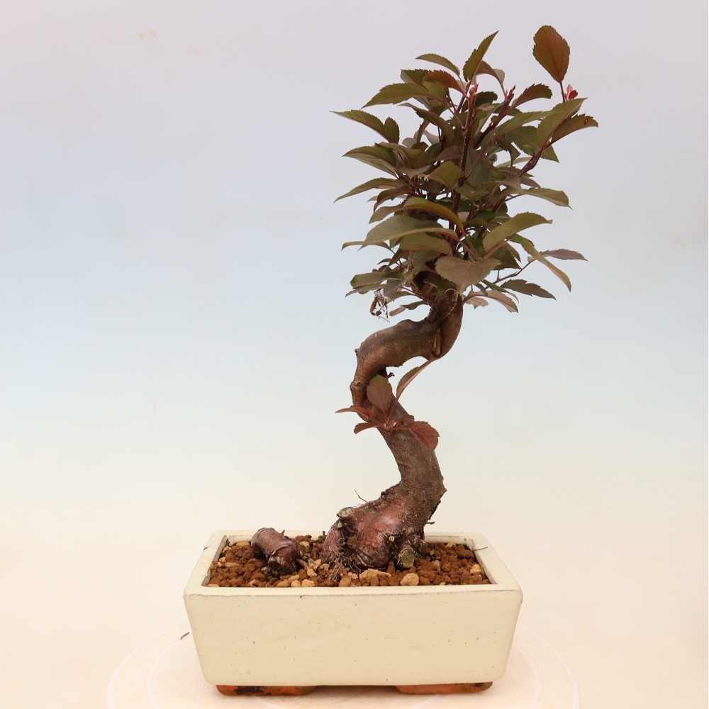 Outdoor bonsai - Malus domestica - Jabłoń czerwonolistna o małych owocach