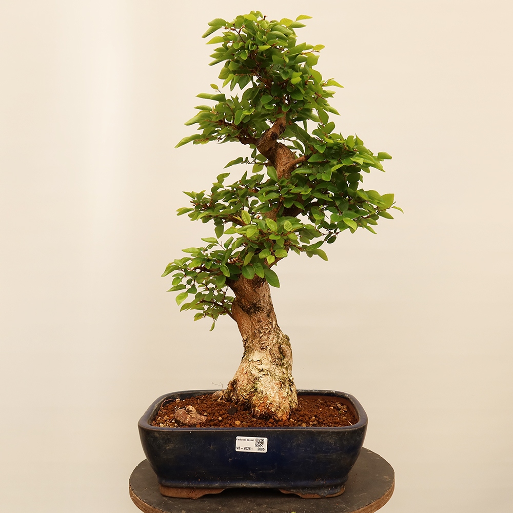 Bonsai plenerowe - Carpinus Coreana - grab koreański