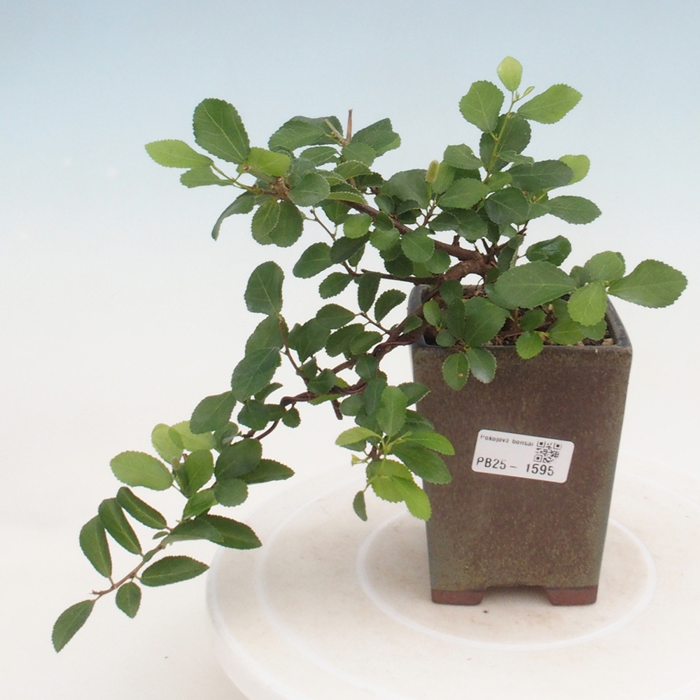 Kryty bonsai - Grewia occidentalis - Lawendowa gwiazda