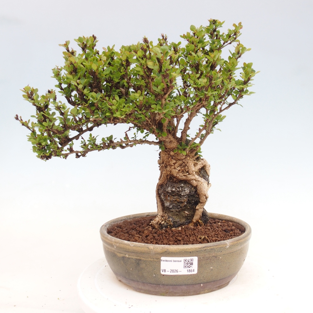 Bonsai zewnętrzne - Berberis coreana