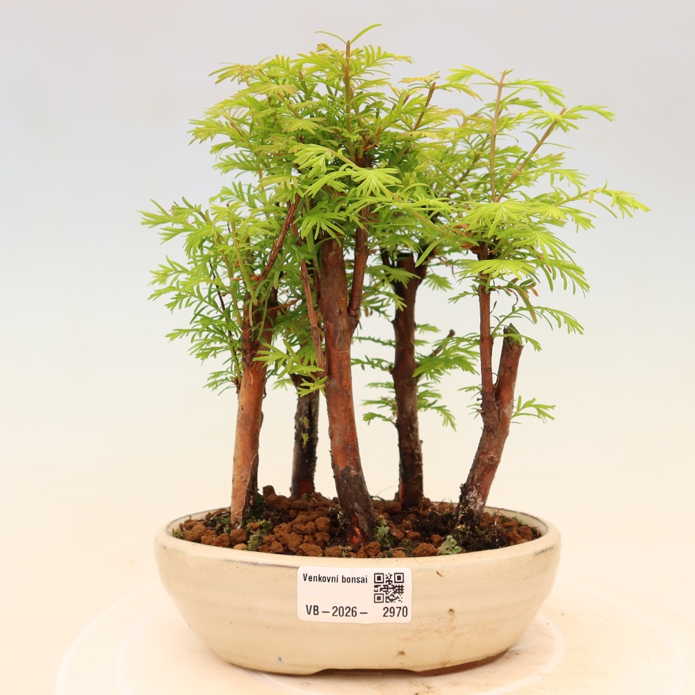 Bonsai ogrodowe – Metasequoia glyptostroboides – metasekwoja chińska – zagajnik