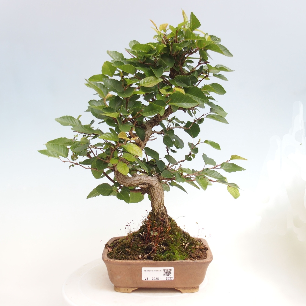 Bonsai zewnętrzne -Carpinus CARPINOIDES - grab koreański