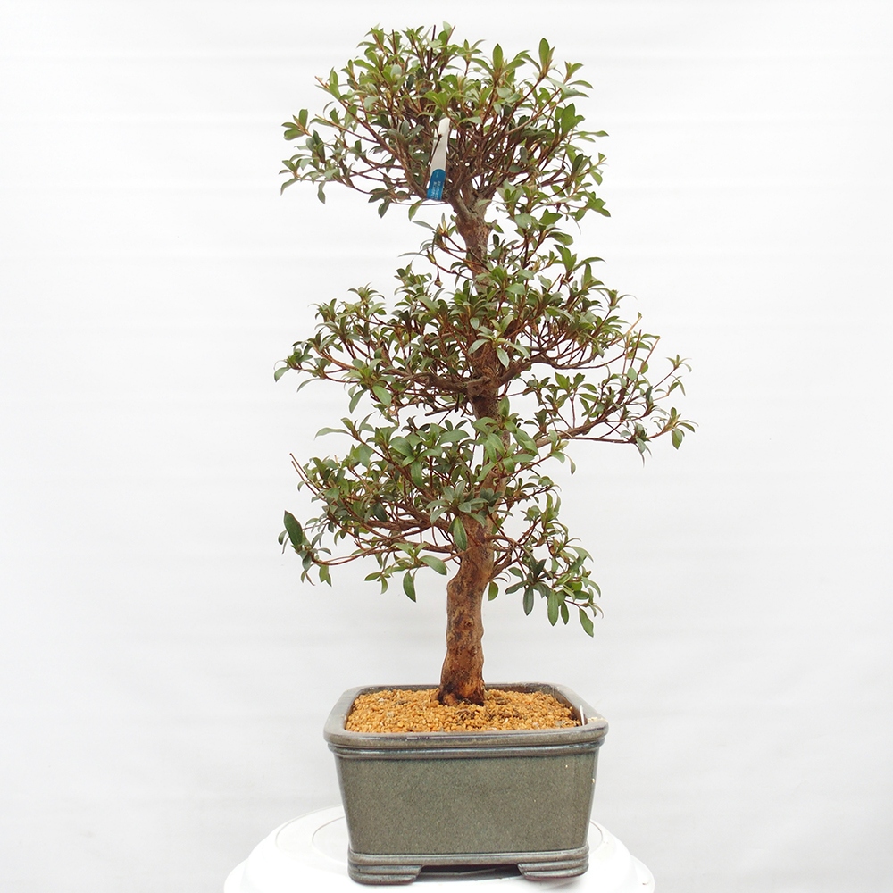 Bonsai zewnętrzne - Azalia japońska - Azalia Koki