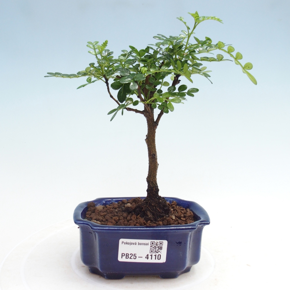 Pokój bonsai - Zantoxylum piperitum - Drzewo pieprzowe 