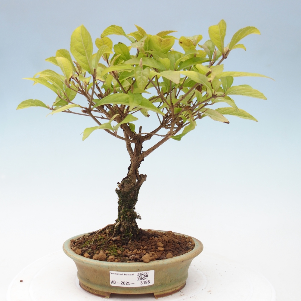 Outdoor bonsai - callicarpa jap Leucocarpa