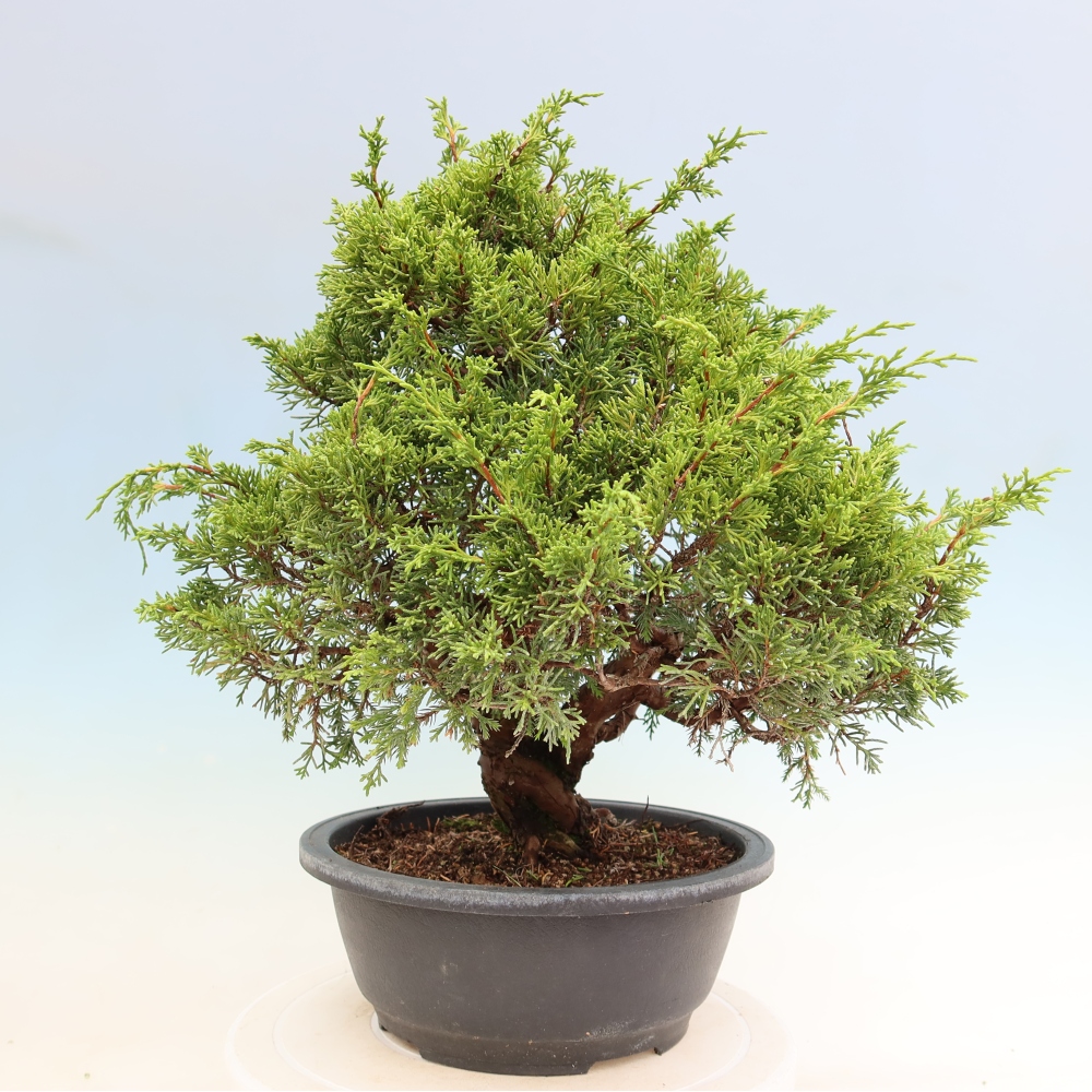 Bonsai ogrodowe – Juniperus chinensis Itoigawa – jałowiec chiński