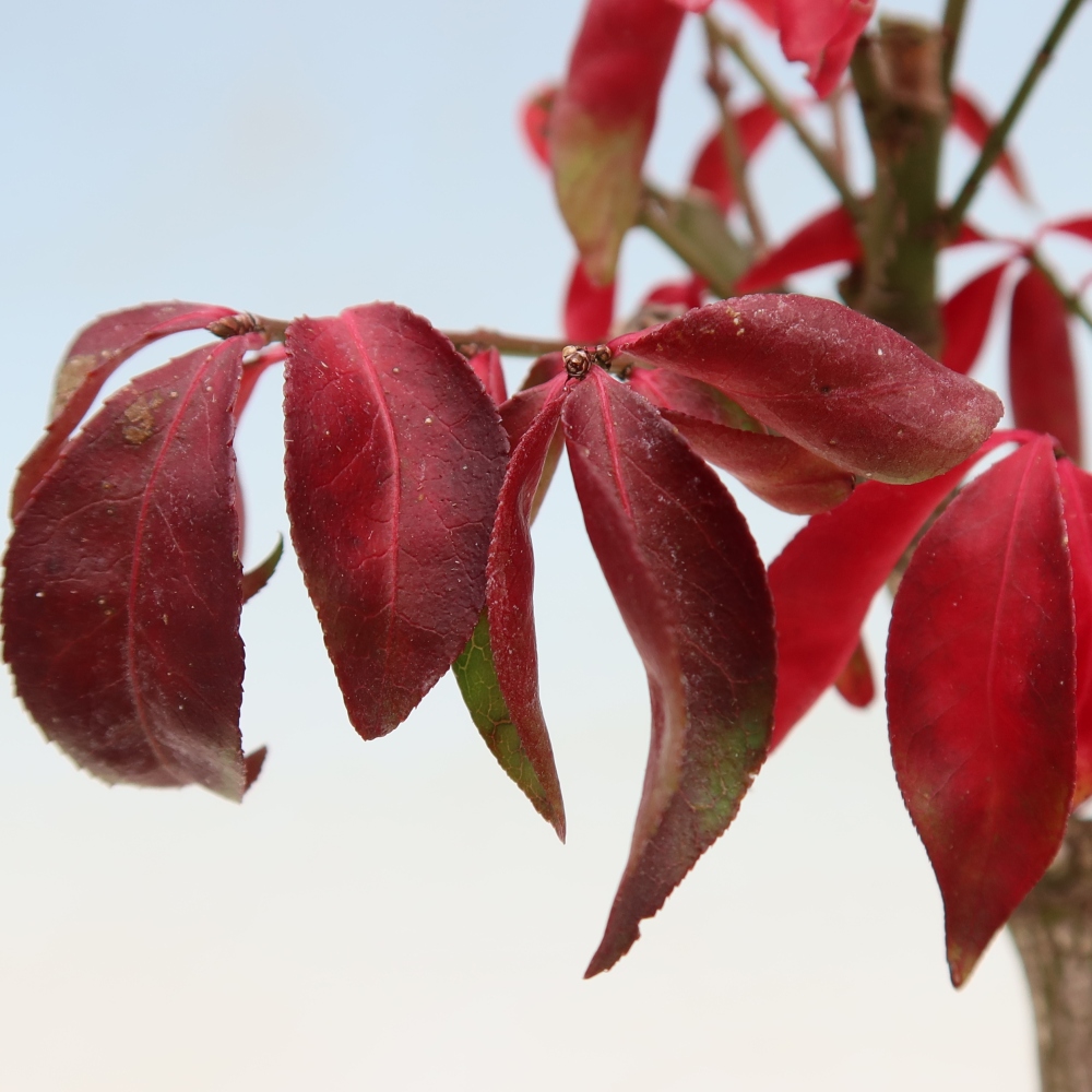 Bonsai ogrodowe – Euonymus alatus comactus – skrzydlaty