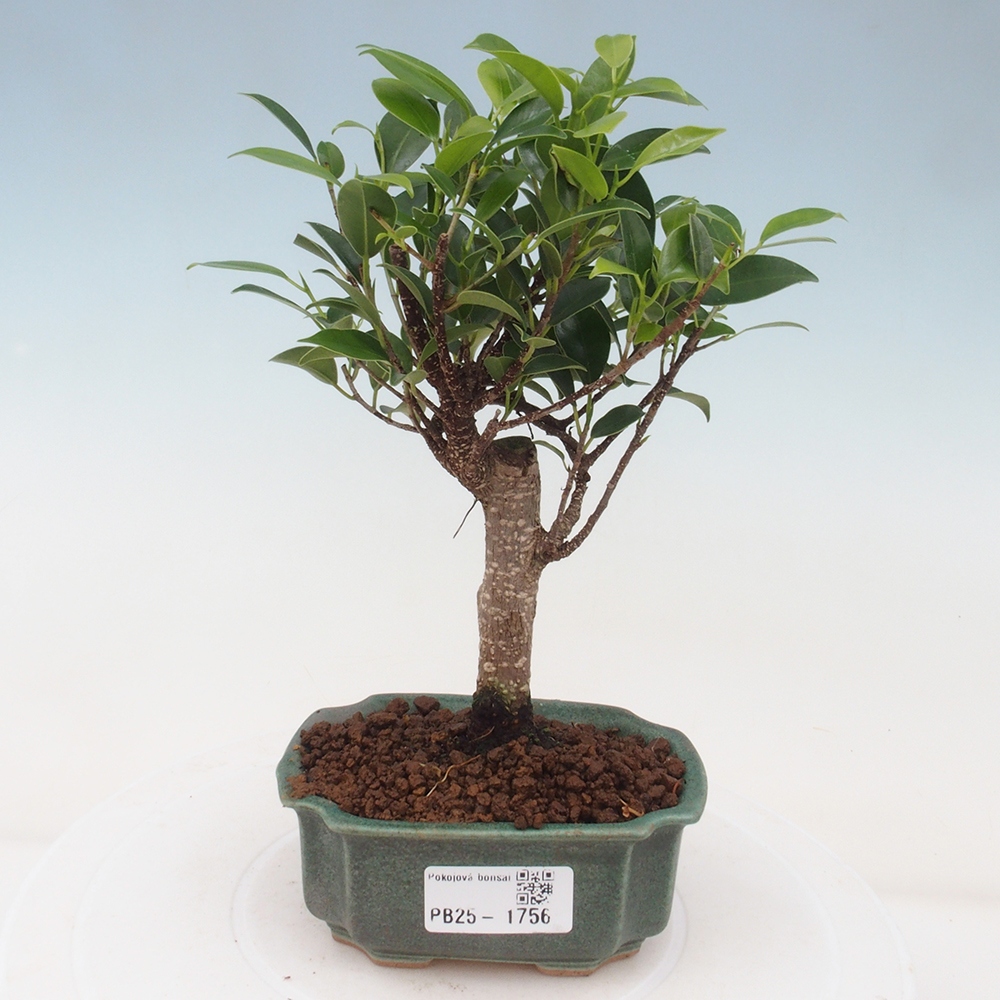 Pokojová bonsai - Ficus retusa - malolistý fíkus
