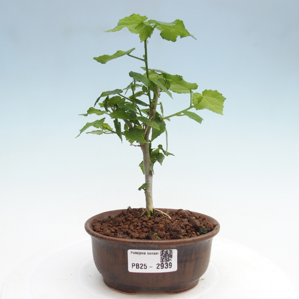 Kryte bonsai - Malvaviscus arboreus - hibiskus drzewny