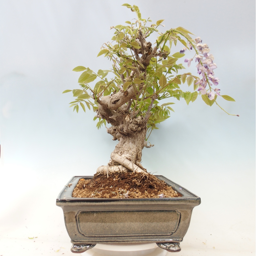 Outdoor bonsai - Wisteria floribunda