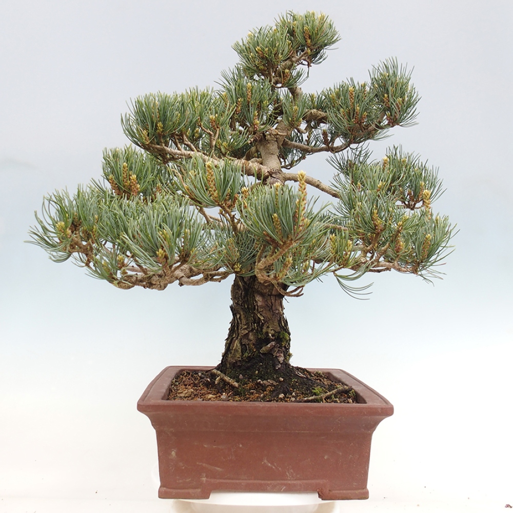 Outdoor bonsai - Pinus parviflora - Pinus parviflora