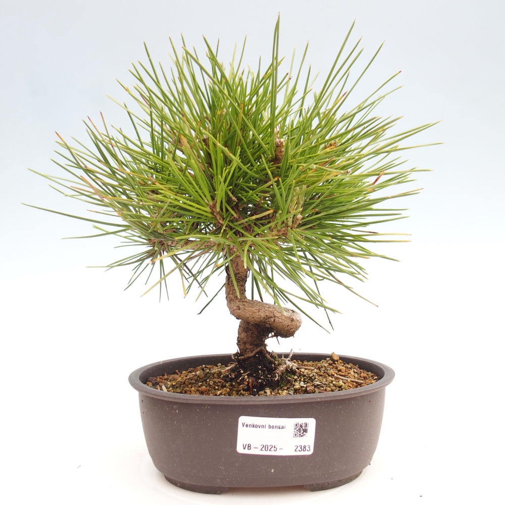 Bonsai ogrodowe - Pinus thunbergii - Sosna Thunbergia