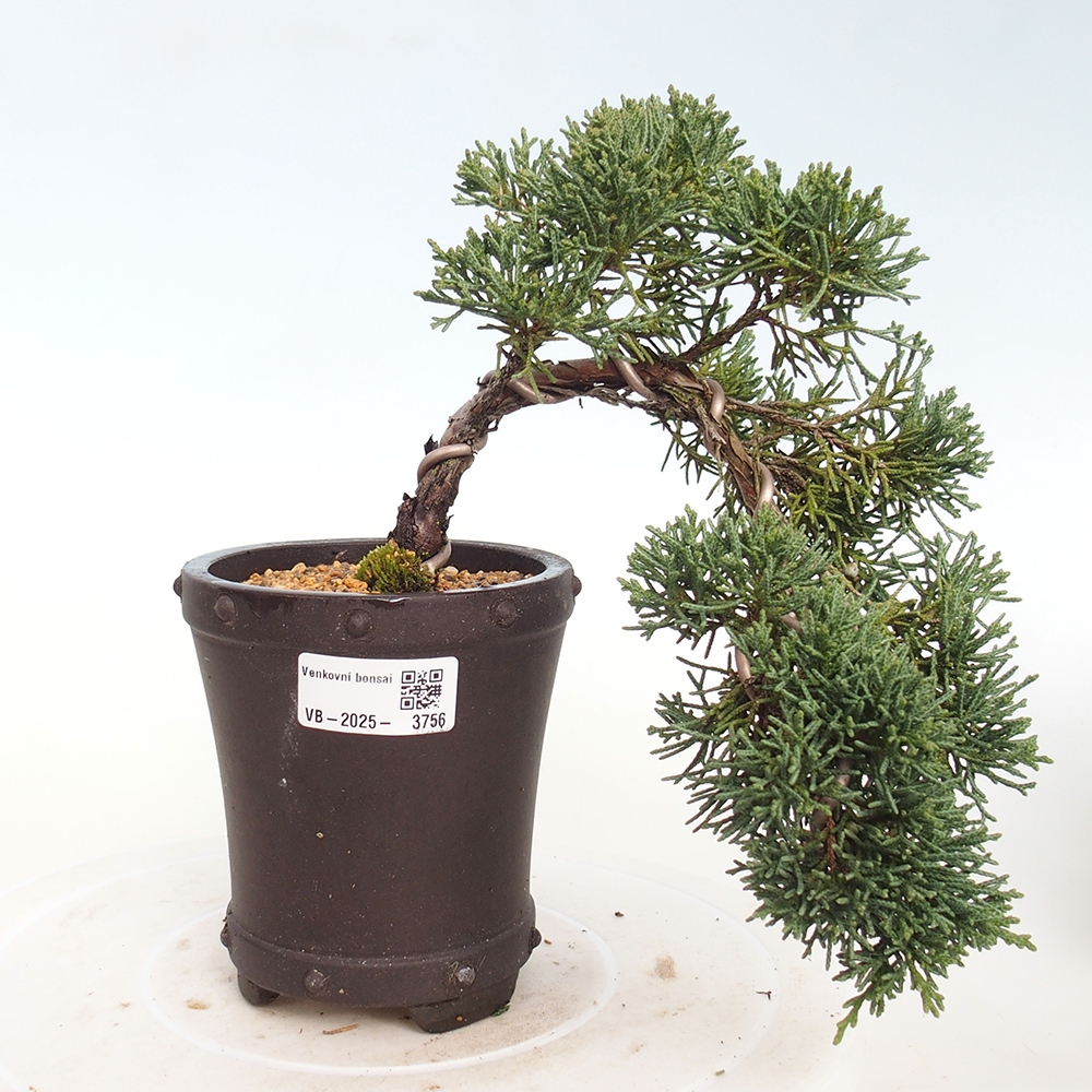 Outdoor bonsai - Juniperus chinensis Kishu