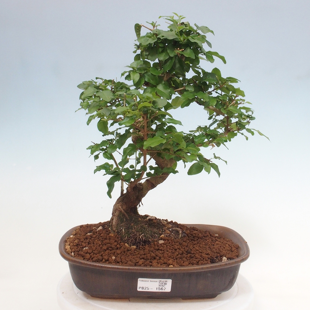Pokój bonsai -Ligustrum chinensis - Ptasie oko