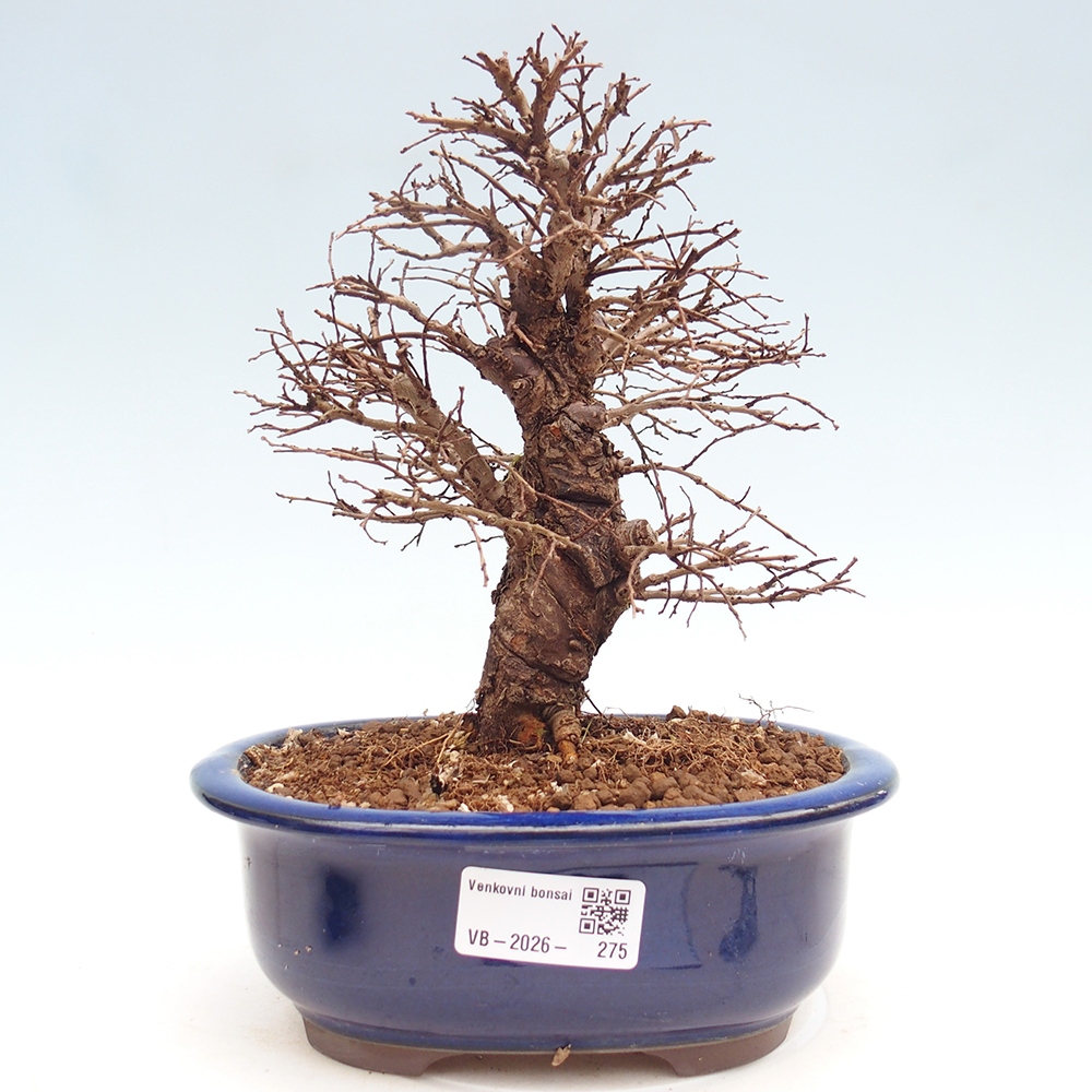 Bonsai zewnętrzne - Zelkova - Zelkova NIRE