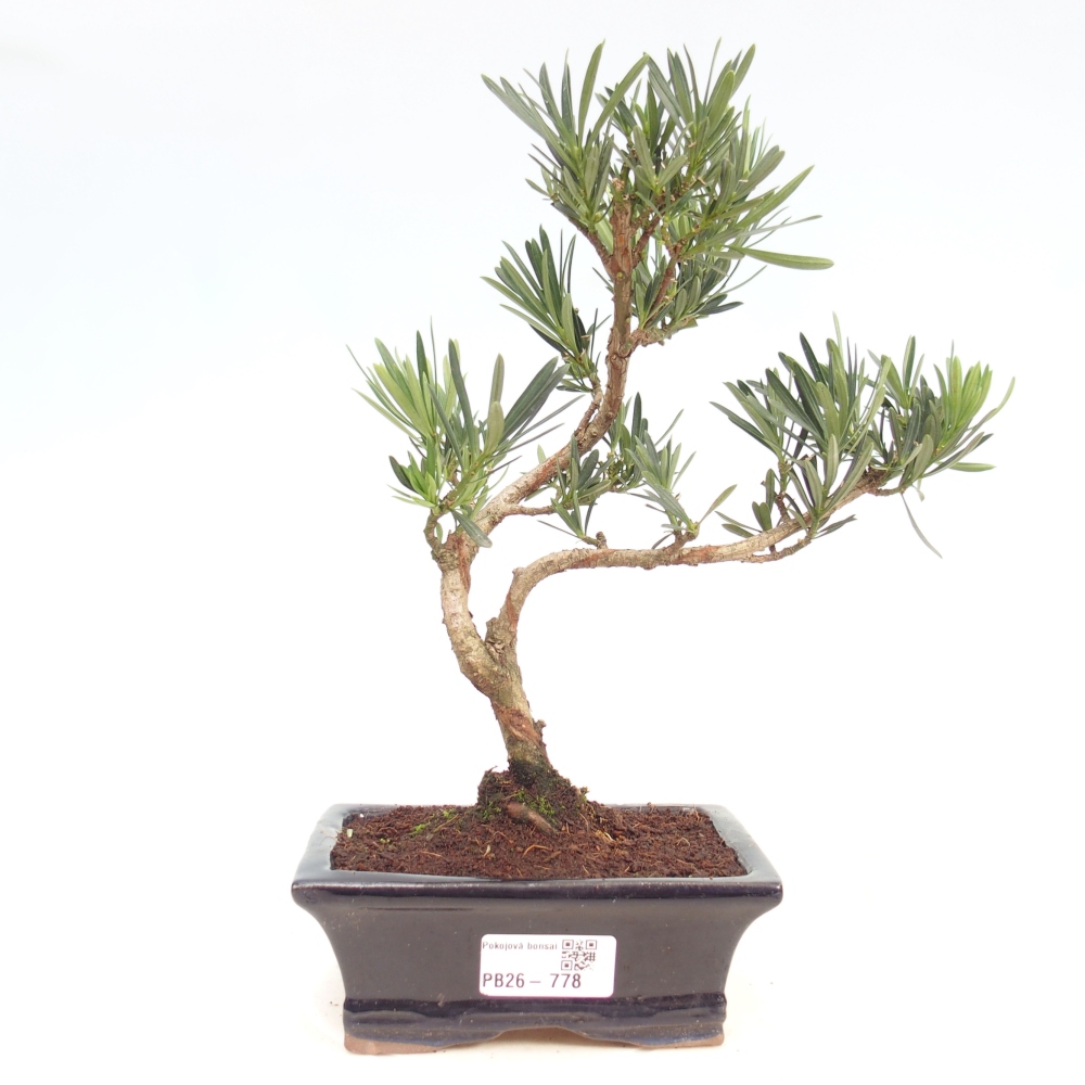 Pokój bonsai - Podocarpus - Kamienny cis