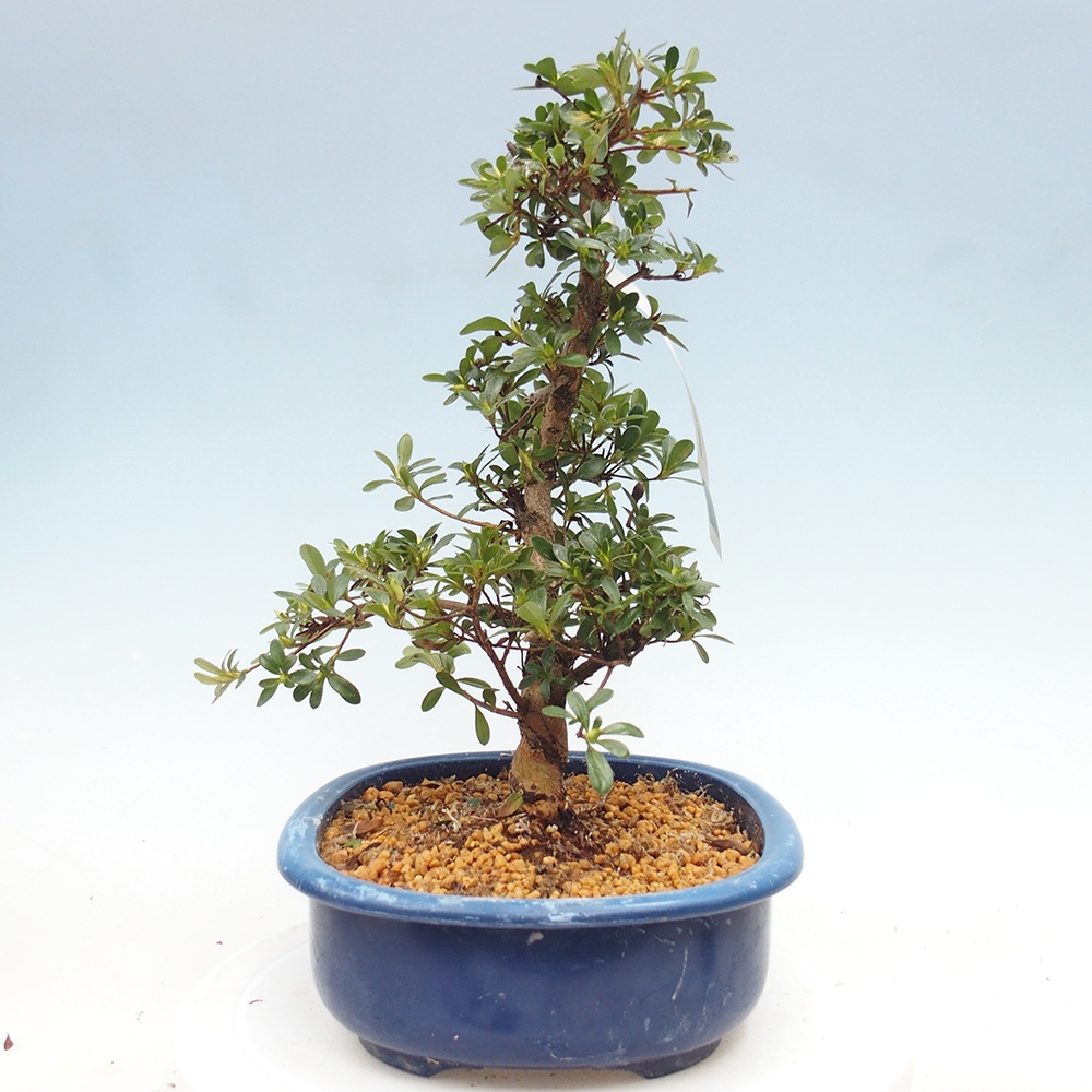 Bonsai zewnętrzne - Azalia japońska - Azalia Asahi-no-izumi