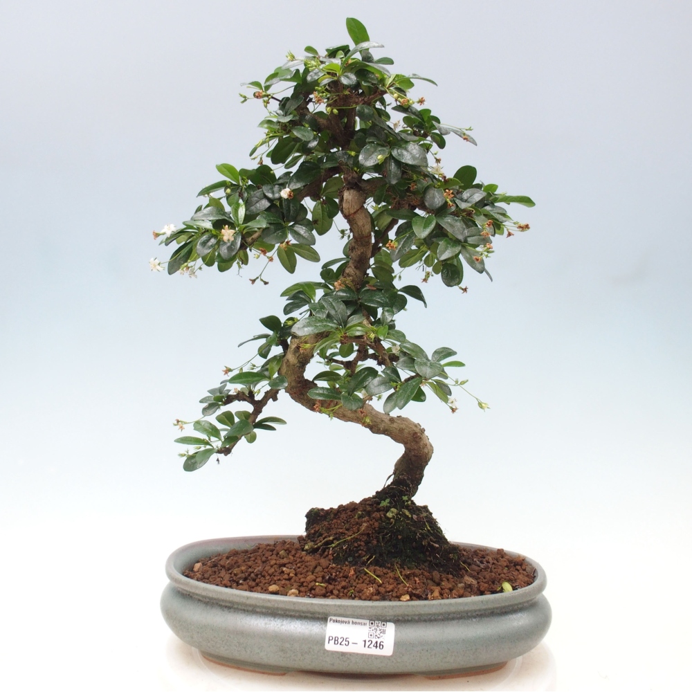 Pokój bonsai - Carmona macrophylla - Tea fuki