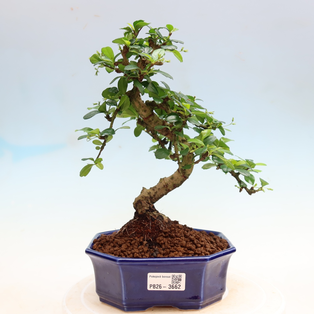 Bonsai pokojowe - Carmona macrophylla - Tea fuki
