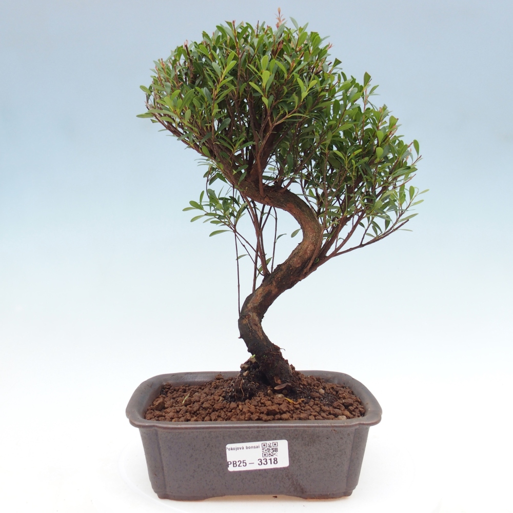 Pokój bonsai - Syzygium - Pimento