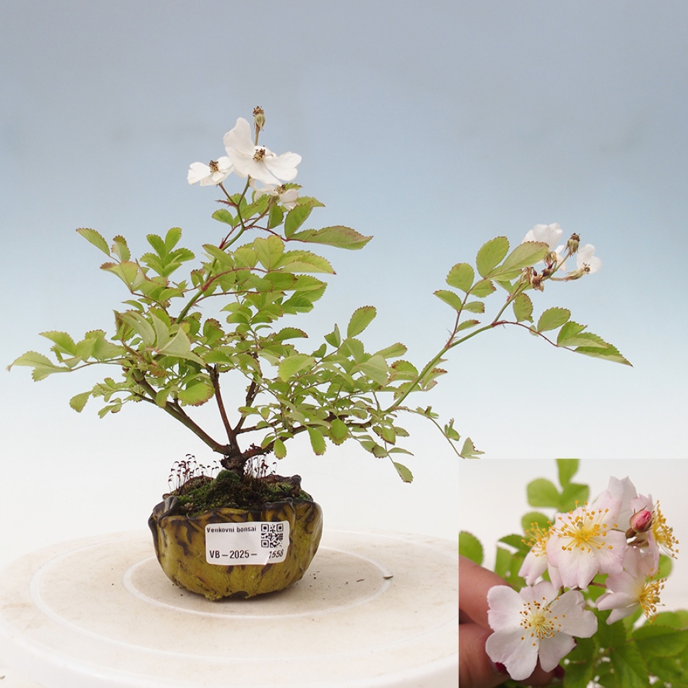 Bonsai na zewnątrz - Rosa sp. - róża drobnokwiatowa