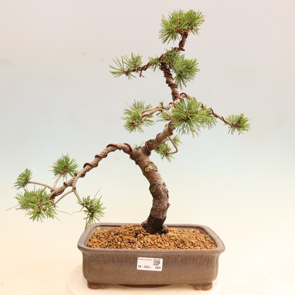 Bonsai ogrodowe – Pinus mugo Humpy – sosna karłowata