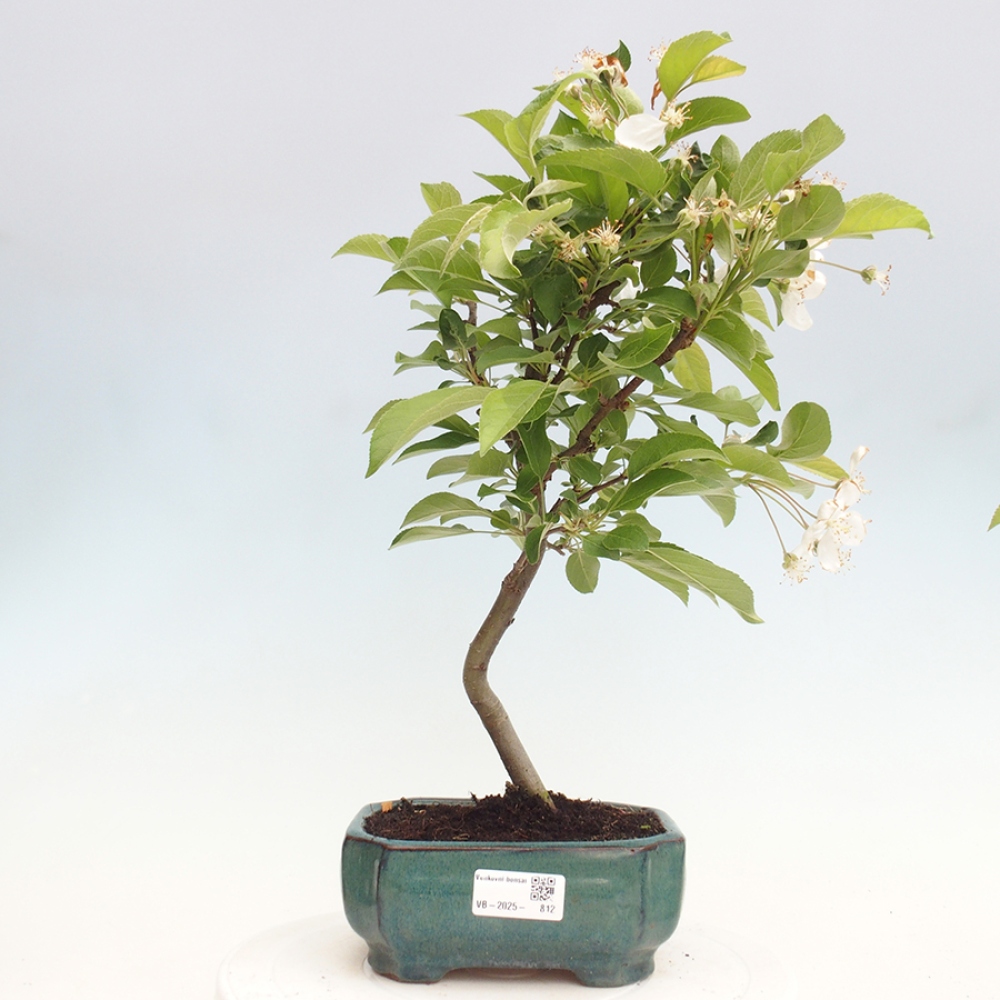 Bonsai plenerowe - Malus Halliana - Jabłoń drobnoowocowa