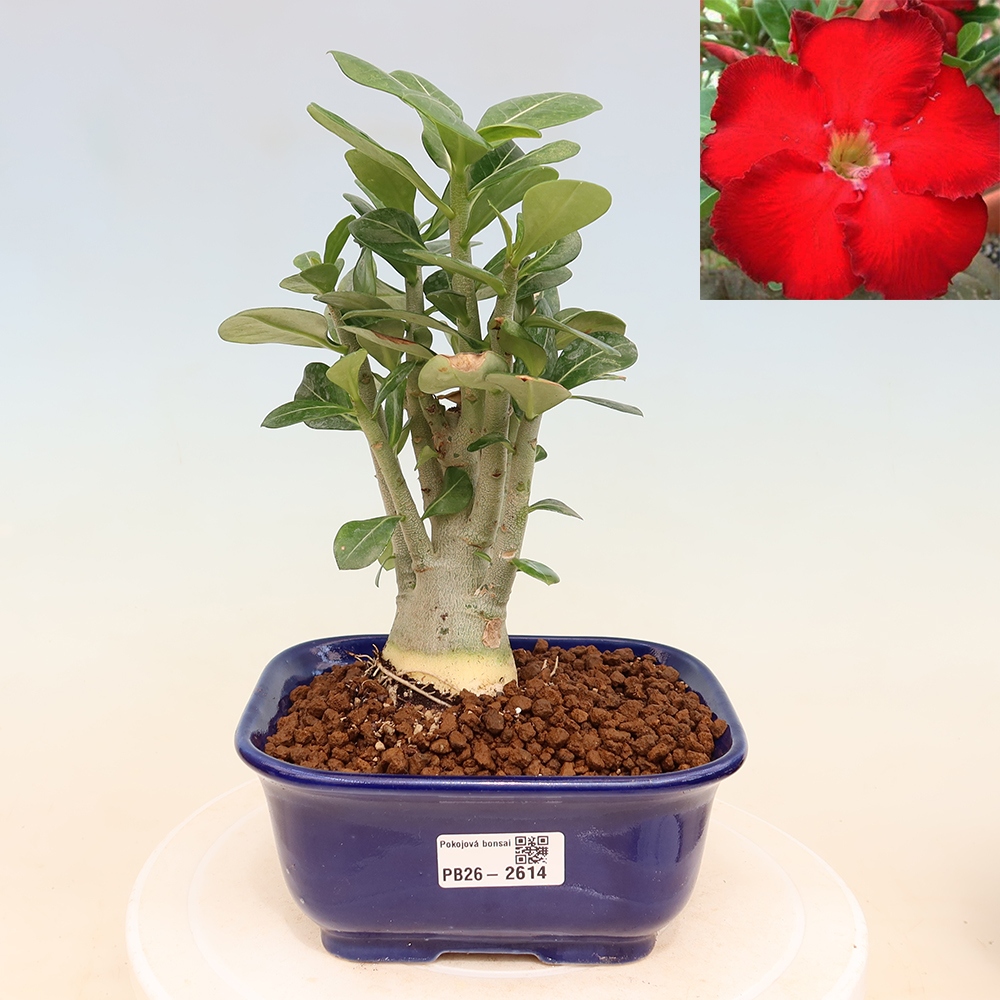 Bonsai pokojowe – Adenium obesum Red Star – Róża pustynna
