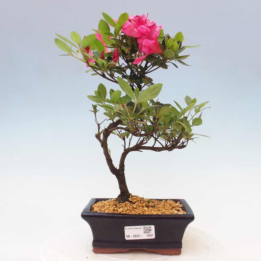 Bonsai zewnętrzne - Azalia japońska - Azalea sp.