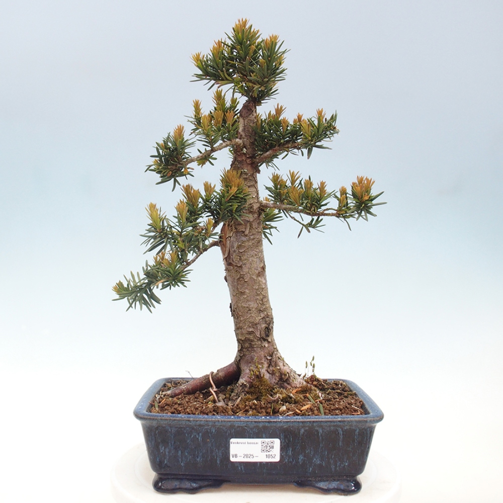 Bonsai na zewnątrz - Taxus cuspidata - cis japoński