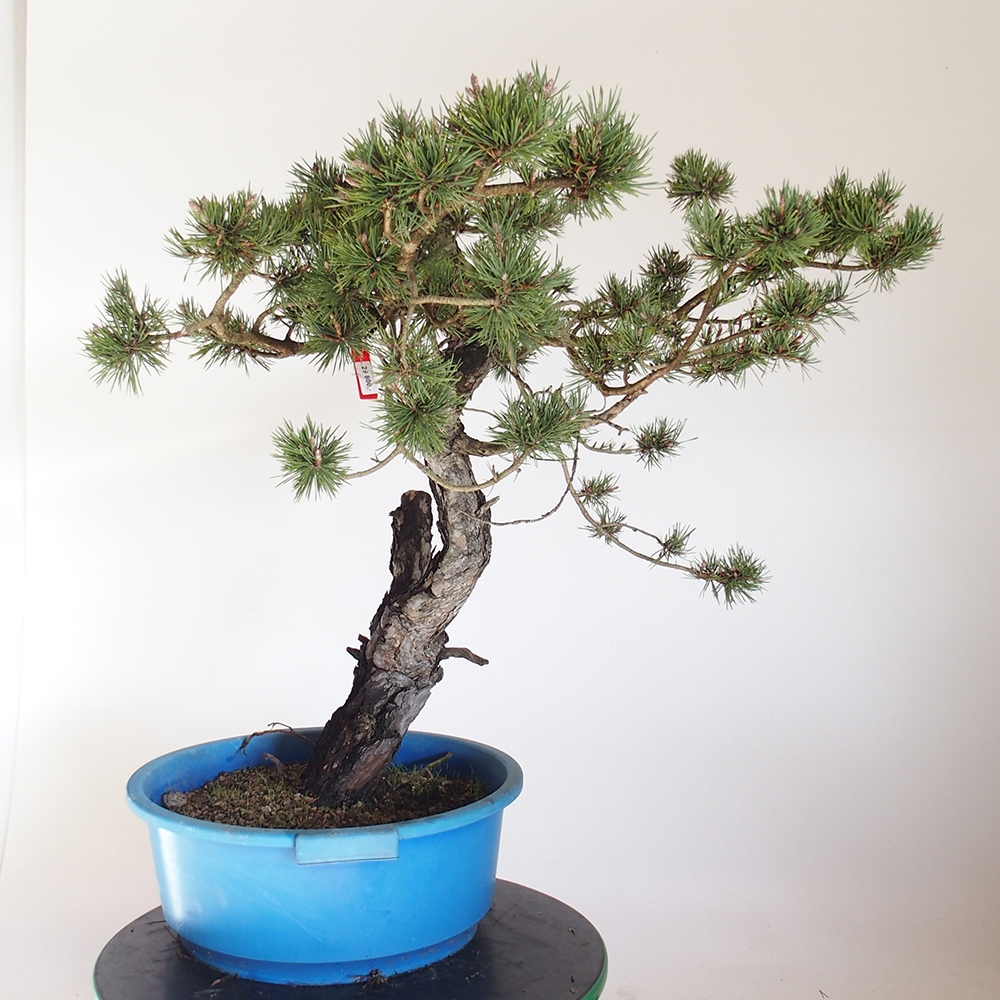 Yamadori - Pinus sylvestris Hiszpania