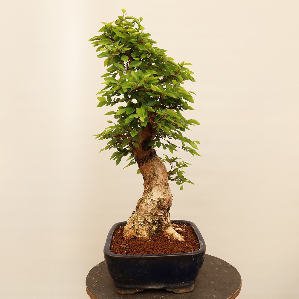 Bonsai plenerowe - Carpinus Coreana - grab koreański