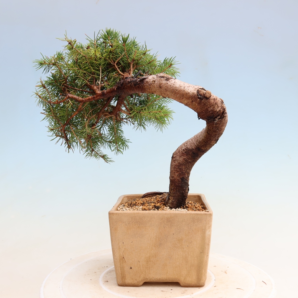 Bonsai ogrodowe – Świerk szary – Picea glauca globe