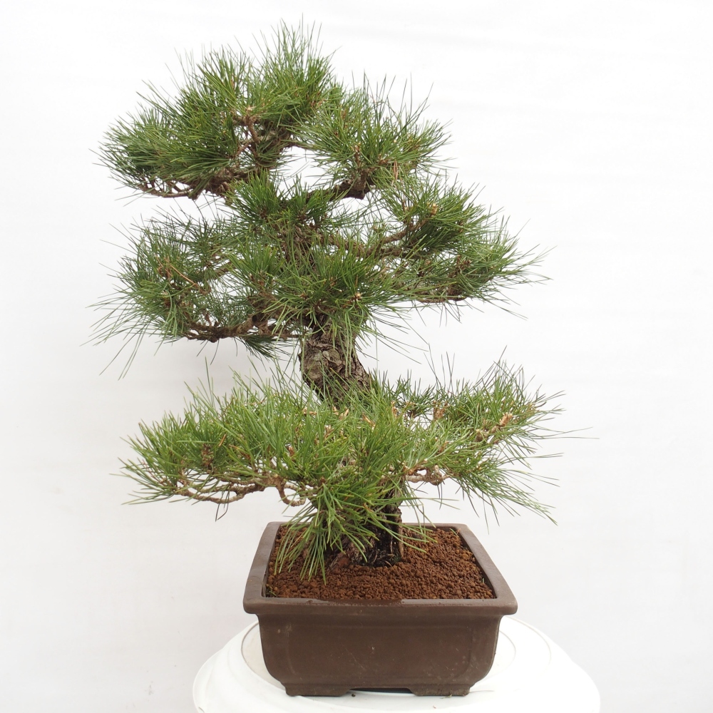 Bonsai ogrodowe - Pinus thunbergii - Sosna Thunberg