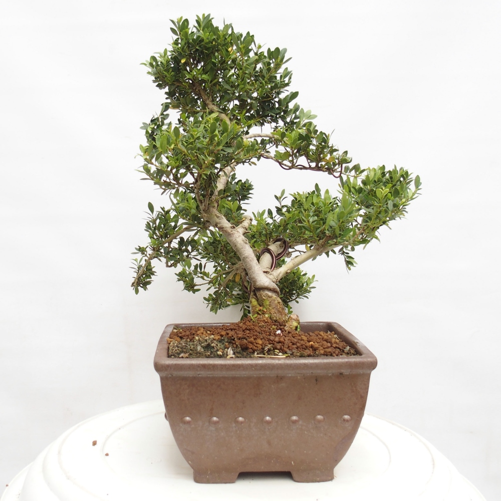 Kryty bonsai - Ilex crenata - Holly