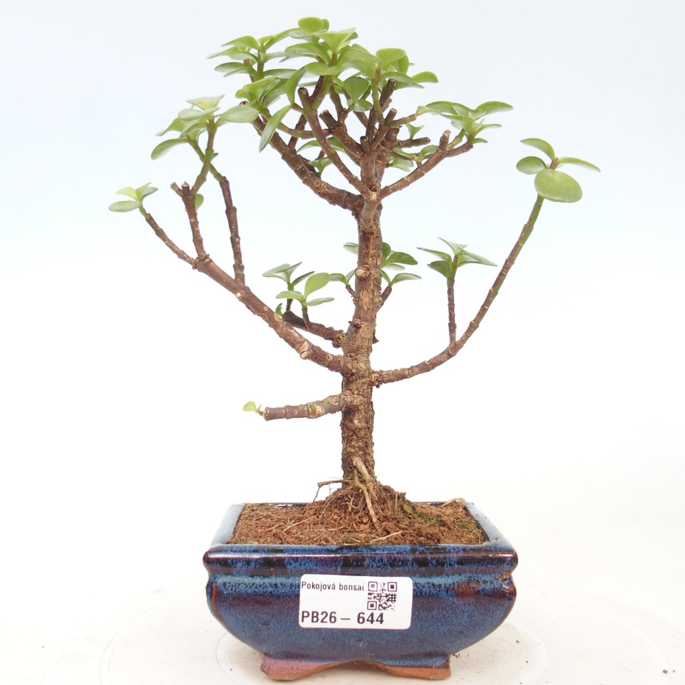 Pokój bonsai - Portulakaria Afra - Tlustice