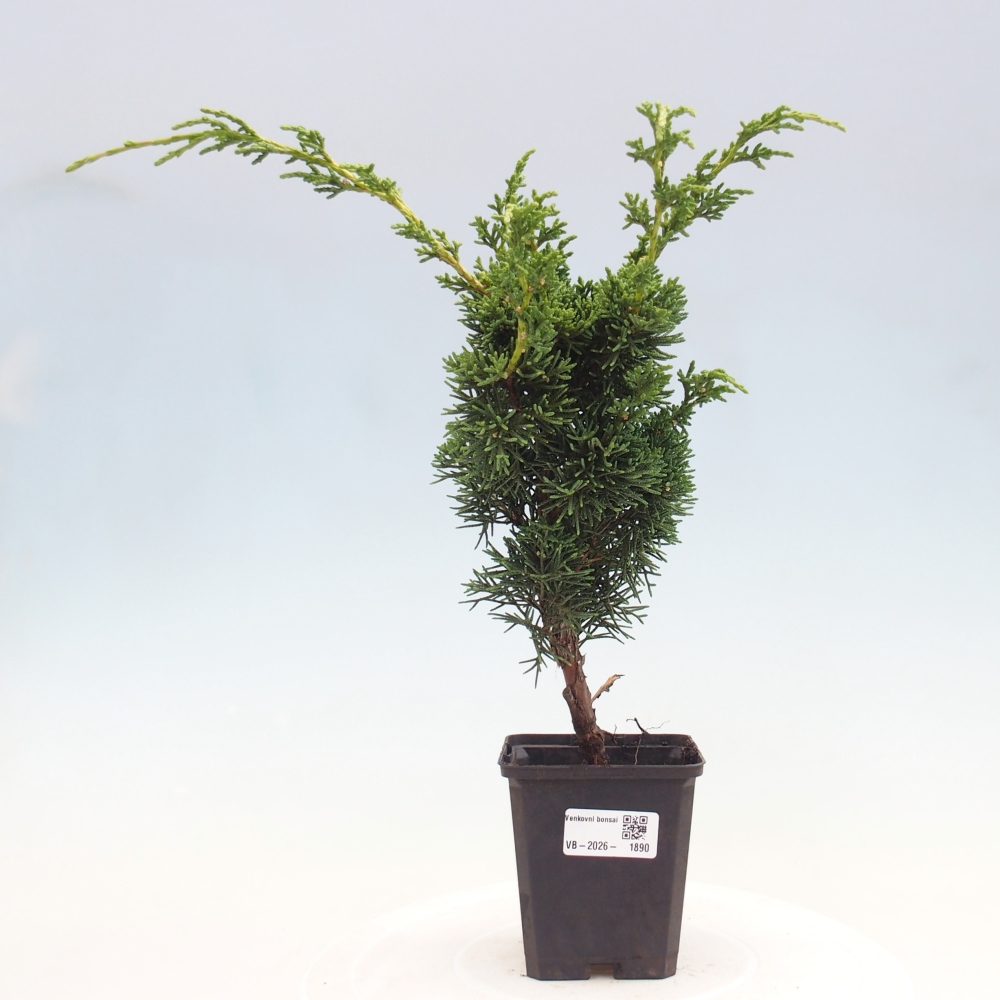 Outdoor bonsai - Juniperus chinensis Kishu