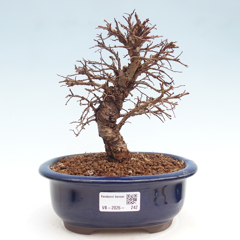 Bonsai zewnętrzne - Zelkova - Zelkova NIRE