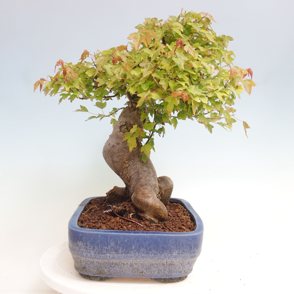 Outdoor bonsai - Maple Buergerianum - Burger Maple