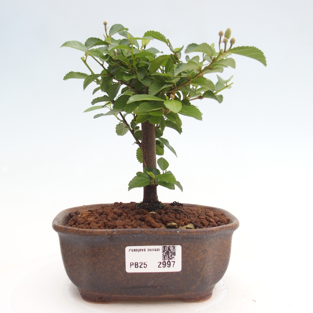 Kryty bonsai - Grewia occidentalis - Lawendowa gwiazda