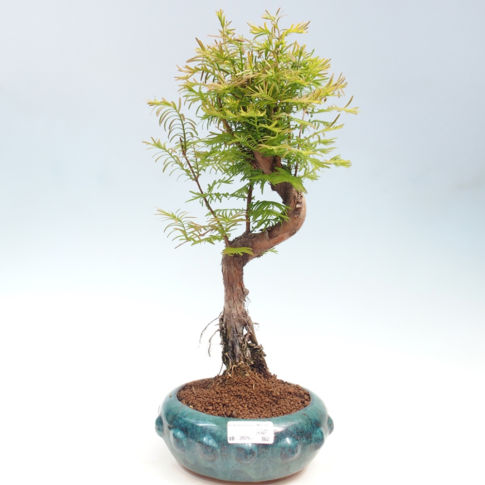 Outdoor bonsai - Metasequoia glyptostroboides - chińskie metasekvoje