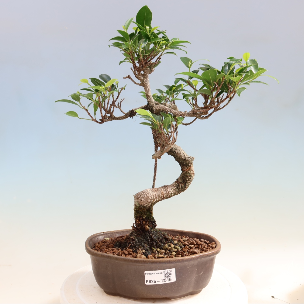 Pokój bonsai - Ficus retusa - figowiec drobnolistny