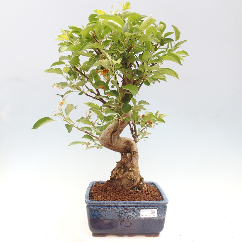 Bonsai plenerowe - Malus Halliana - Jabłoń drobnoowocowa