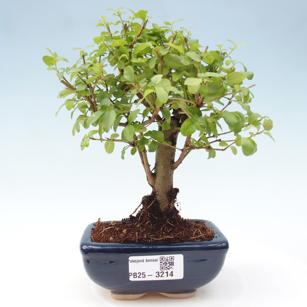 Pokój bonsai - Ligustrum chinensis - Dziób ptaka
