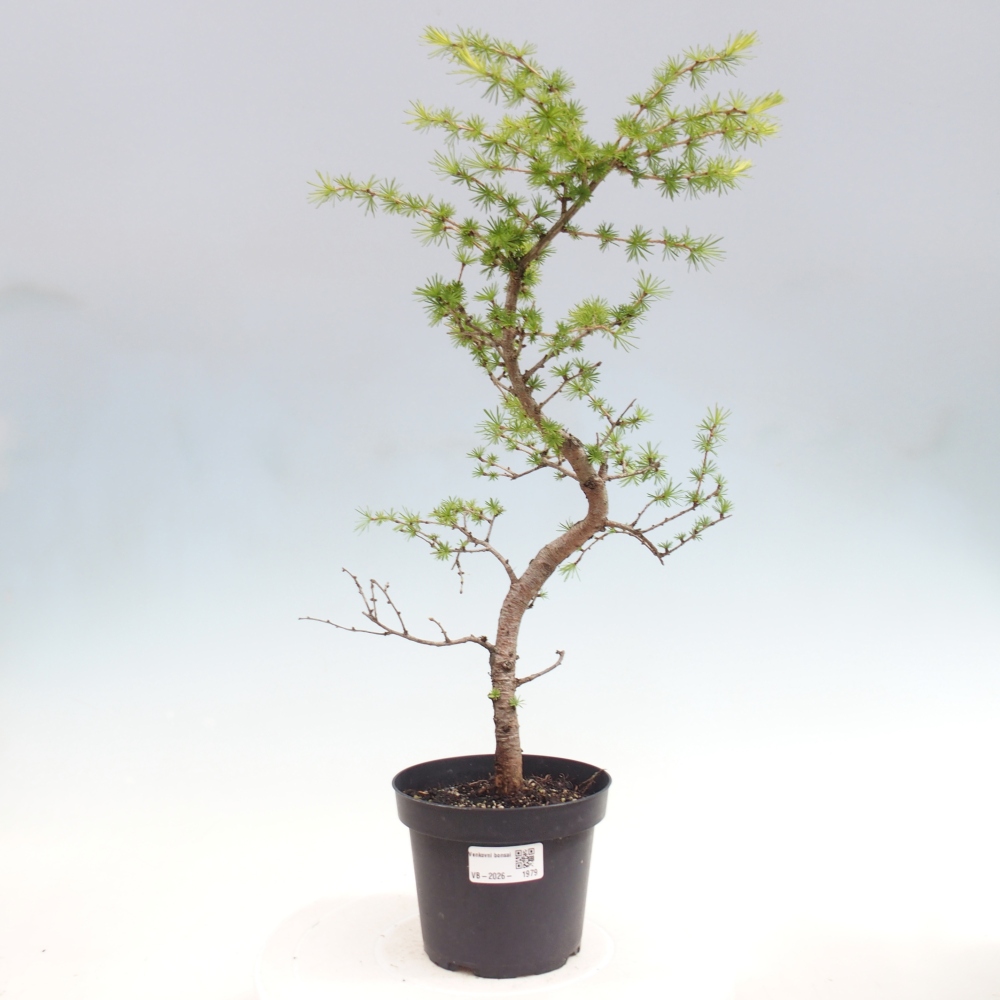 Bonsai zewnętrzne - Larix decidua - Modrzew