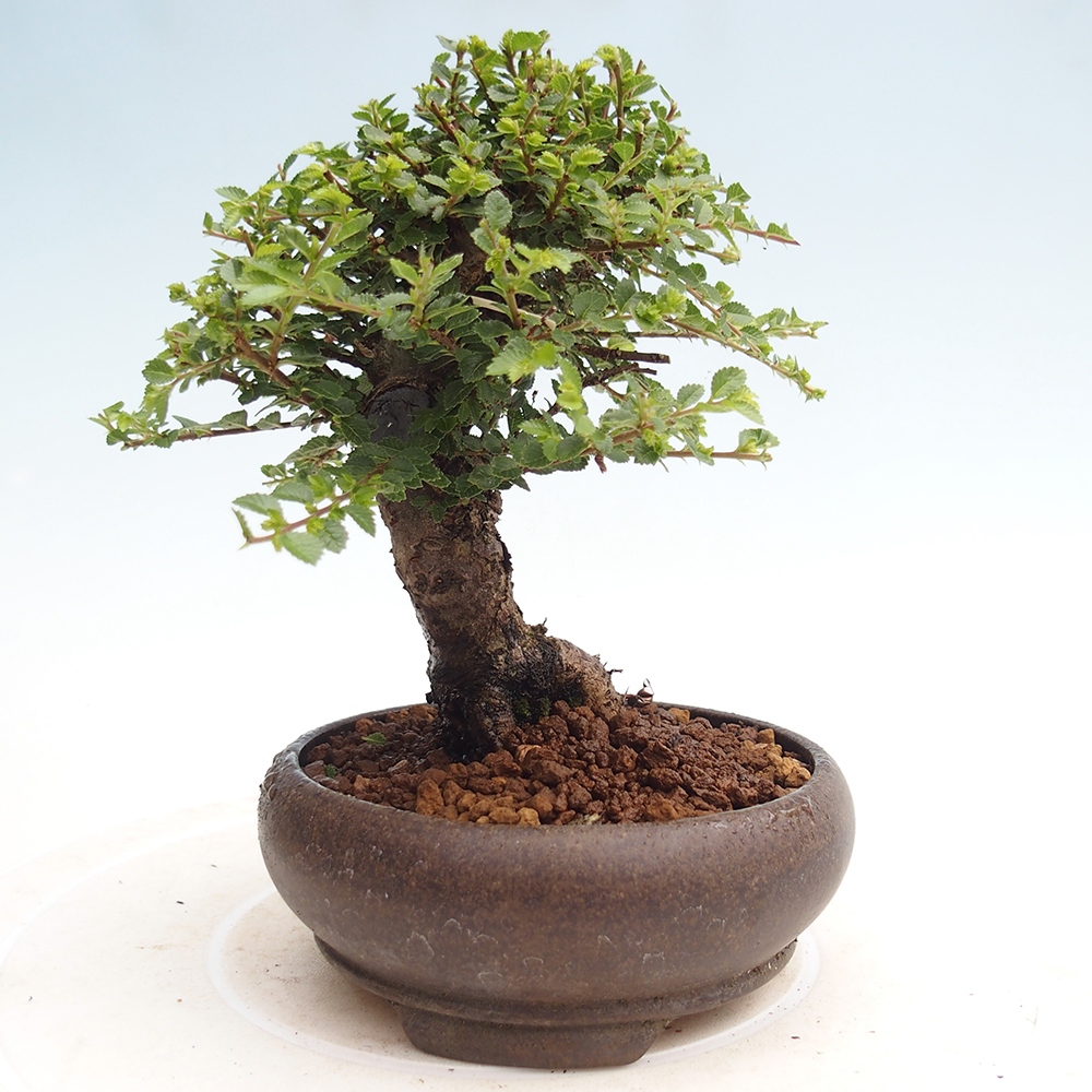 Bonsai zewnętrzne - Ulmus parvifolia Hokkaido - wiąz chiński
