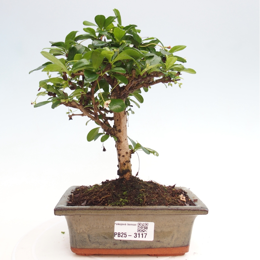 Bonsai wewnętrzne - Carmona makrophylla - Herbata Fuki
